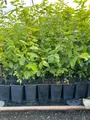 Carpinus betulus, Hainbuche, grün, 60–80 cm