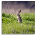 Leinwanddruck Tiere Hase 90x90 cm