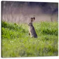 Leinwanddruck Tiere Hase 90x90 Cm