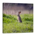 Leinwanddruck Tiere Hase 90x90 cm