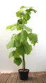 Paulownia tomentosa, Blauglockenbaum, 125–150 cm