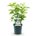 Green boutiQ - Gartenpflanze - Syringa vulgaris Mme Lemoine - Gewöhnlicher Flieder - Winterhart - Weiß - 1 Pflanze - Topf 17cm - Höhe 45cm