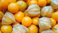 Bingenheimer Physalis Schönbrunner Gold, Bio, 1 Portionstüte 0,05 g - reicht für ca. 30 Pflanzen