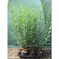 Ligustrum vulgare 'Atrovirens' 60-100 cm