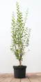 Ligustrum vulgare 'Atrovirens' 60–100 cm – Winterhart, Mehrjährig, Pflegeleicht – Gewöhnlicher Liguster – Heckenpflanze für Garten & Sichtschutz