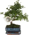 Bonsaibaume - Zelkova serrata - Höhe 20-25cm - 15cm
