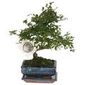 Plant in a Box - Bonsaibaume - Zelkova serrata - Höhe 20-30cm - Topf 15cm - S-förmiger Japanese Elm Bonsai - Ideal für Anfänger
