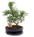 Bonsai Szechuan-Pfeffer - Zanthoxylum piperitum - ca. 12-15 Jahre