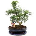 Exotenherz Bonsai Szechuan-Pfeffer Zanthoxylum Piperitum ca. 12-15 Jahre