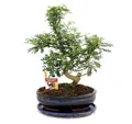 Bonsai Szechuan-Pfeffer - Zanthoxylum piperitum - ca. 12-15 Jahre