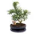 Exotenherz Zimmerpflanze Bonsai Szechuan-Pfeffer - Zanthoxylum piperitum - ca. 12-15 Jahre