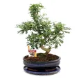 Exotenherz - Bonsai Szechuan-Pfeffer - Zanthoxylum piperitum - ca. 12-15 Jahre