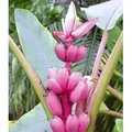 BALDUR Garten 1x Rosa Zwerg-Banane, Pflanze im 12 cm-Topf, Musa velutina, Keniabanane, exotische Bananen-Rarität, mehrjährig - frostfrei halten, ...