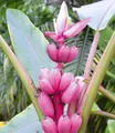 BALDUR Garten 1x Rosa Zwerg-Banane, Pflanze im 12 cm-Topf, Musa velutina, Keniabanane, exotische Bananen-Rarität, mehrjährig - frostfrei halten, Bananen-Früchte essbar