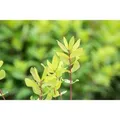 Lonicera Kamtschatica Honigbeere 40–60 Cm Winterhart