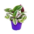 Exotenherz - Dreimasterblume - Tradescantia Nanouk - 9cm Topf