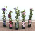 Clematis Viticella Viola Italienische Waldrebe Violett 40–60 cm