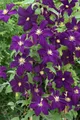 Pflanzen für Dich Kletterpflanze Clematis viticella Viola, 1 St., Italienische Waldrebe, violettblühend, kletterpflanze