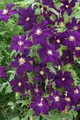 Clematis viticella 'Viola', Italienische Waldrebe, violett, 40–60 cm