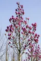 Magnolia 'Burgundy Star', Magnolie, burgunderrot, 30–40 cm