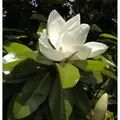Immergrüne Magnolie Kay Parris 125-150cm - Magnolia grandiflora