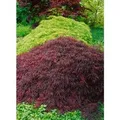 Acer Palmatum Crimson Queen Japanischer Ahorn Rot 40–50 cm