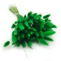 Enchanted Dekogras Getrocknetes Gras Ziergras Hasenschwänze Lagurus Ovatus Samtgras Häschen-Schwanzgras Trockenblumen Natürlich Boho 120 - 150 Stück 100 g Grün