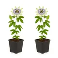 Exotenherz Kletterpflanzen Passionsblume Passiflora caerulea 2er Set 11cm Topf