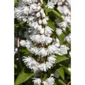Deutzia Magnifica Maiblumenstrauch 60- 80 cm