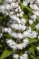 Deutzia magnifica 60–80 cm – Winterhart, Mehrjährig, Pflegeleicht – Maiblumenstrauch – Heckenpflanze für Garten & Sichtschutz