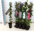 Clematis Hybride 'Rouge Cardinal', Waldrebe, rot, 60–100 cm