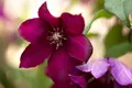 Clematis Hybride 'Rouge Cardinal', Waldrebe, rot, 60–100 cm