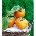 BALDUR Garten 1x Winterharte Kaki, Sharon-Frucht, Pflanze im 2 Liter-Topf, Diospyros kaki, exotische Obst-Pflanze, Früchte essbar, saftig-süßes ...