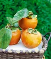 BALDUR Garten 1x Winterharte Kaki, Sharon-Frucht, Pflanze im 2 Liter-Topf, Diospyros kaki, exotische Obst-Pflanze, Früchte essbar, saftig-süßes Fruchtfleisch, Aroma von Birne & Aprikose