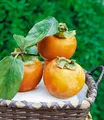 BALDUR Garten Obstpflanze Winterharte Kaki, 1 St., Dattelpflaume, winterhart, mehrjährig, pflegeleicht