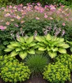 BALDUR Garten 9er Staudenbeet 'Schattengarten', Pflanzen im 9x9 cm-Topf, lange Blütezeit & attraktiver Blattschmuck, schattenliebende Stauden, anspruchslos und pflegeleicht, mehrjährig, winterhart