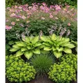 BALDUR Garten 9er Staudenbeet 'Schattengarten', Pflanzen im 9x9 cm-Topf, lange Blütezeit & attraktiver Blattschmuck, schattenliebende Stauden, ans...