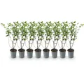 GreenboutiQ - Heckenpflanzen - Ligustrum ovalifolium - Blatt grün - 8 Pflanzen - 1 laufender Meter - immergrün - Topf 9cm Höhe 35-40cm