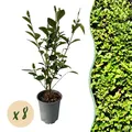 Heckenpflanzen Ligustrum ovalifolium ⌀9cm ↕35-40cm
