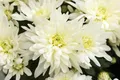 Chrysanthemum x hortorum 'Larry' 9x9 cm Topf – Winterhart, Mehrjährig, Pflegeleicht – Garten-Chrysantheme – Beet- & Kübelpflanze für Garten & Balkon