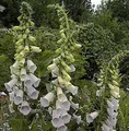 Fingerhut Excelsior - Digitalis purpurea - lebende Gartenpflanze aus den Baumschulen