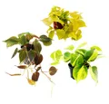 Exotenherz Zimmerpflanze Trio Rankende Baumfreunde Set 3 ver. Philodendron-Arten