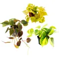Zimmerpflanzen-Trio Rankende Baumfreunde Set mit 3 versch- Philodendron-Arten
