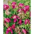 Clematis Alpina Ruby Alpen-Waldrebe Rubinrot 60–100 cm