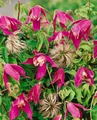 Pflanzen für Dich Kletterpflanze Clematis alpina Ruby, 1 St., Alpen-Waldrebe, Alpenrebe, rubinrot, frühblühend