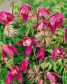 Clematis alpina 'Ruby', Alpen-Waldrebe, rubinrot, 60–100 cm