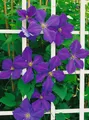Pflanzen für Dich Gehölze Clematis Jackmanii Superba, 1 St., Waldrebe, Clematis