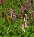 Schneckenknöterich - Persicaria affinis