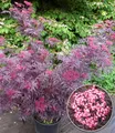BALDUR Garten 1x Terrassen-Holunder Cherry Lace®, Pflanze im 9x9 cm-Topf, Blüten und reife Beeren vielseitig verwendbar, winterhart, pflegeleicht, Wasserbedarf gering, blühend, Sambucus nigra