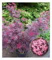 Terrassen-Holunder "Cherry Lace®",1 Pflanze